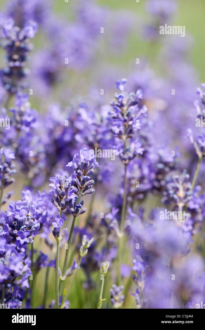 English Lavender Lavandula Angustifolia Munstead Stock Photo Alamy