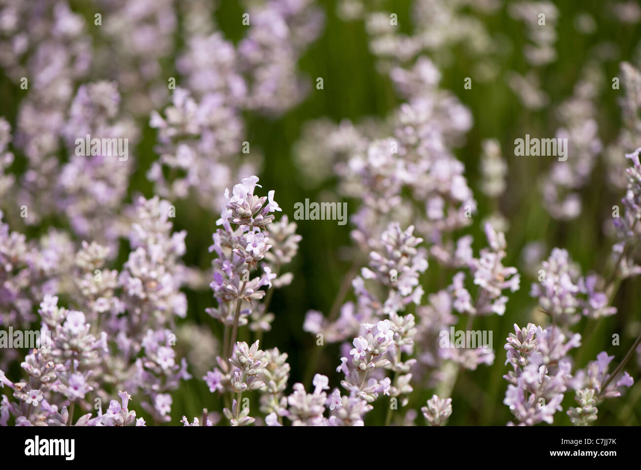English Lavender, Lavandula angustifolia ‘Rosea’ Stock Photo Alamy