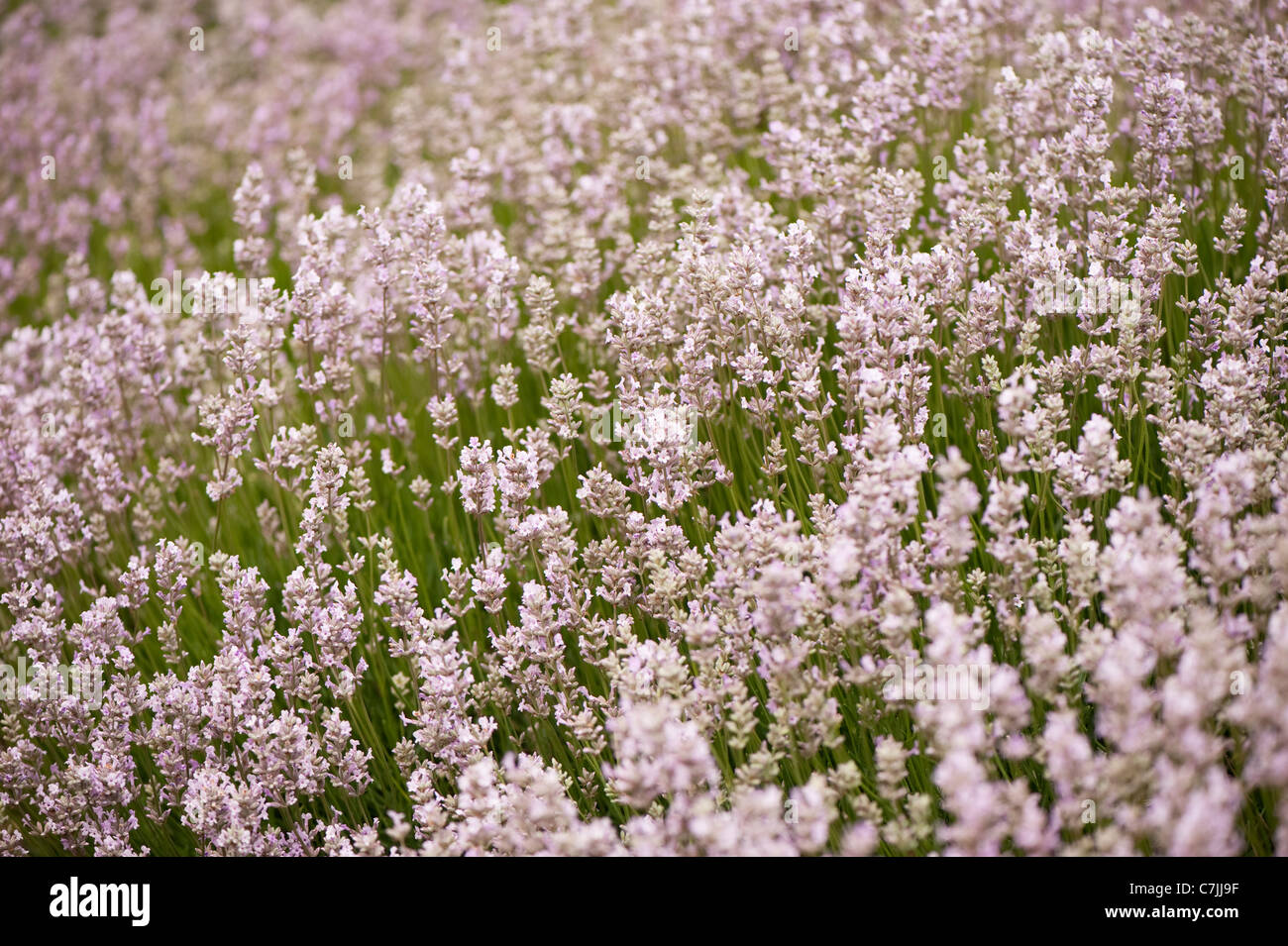 English Lavender, Lavandula angustifolia ‘Rosea’ Stock Photo
