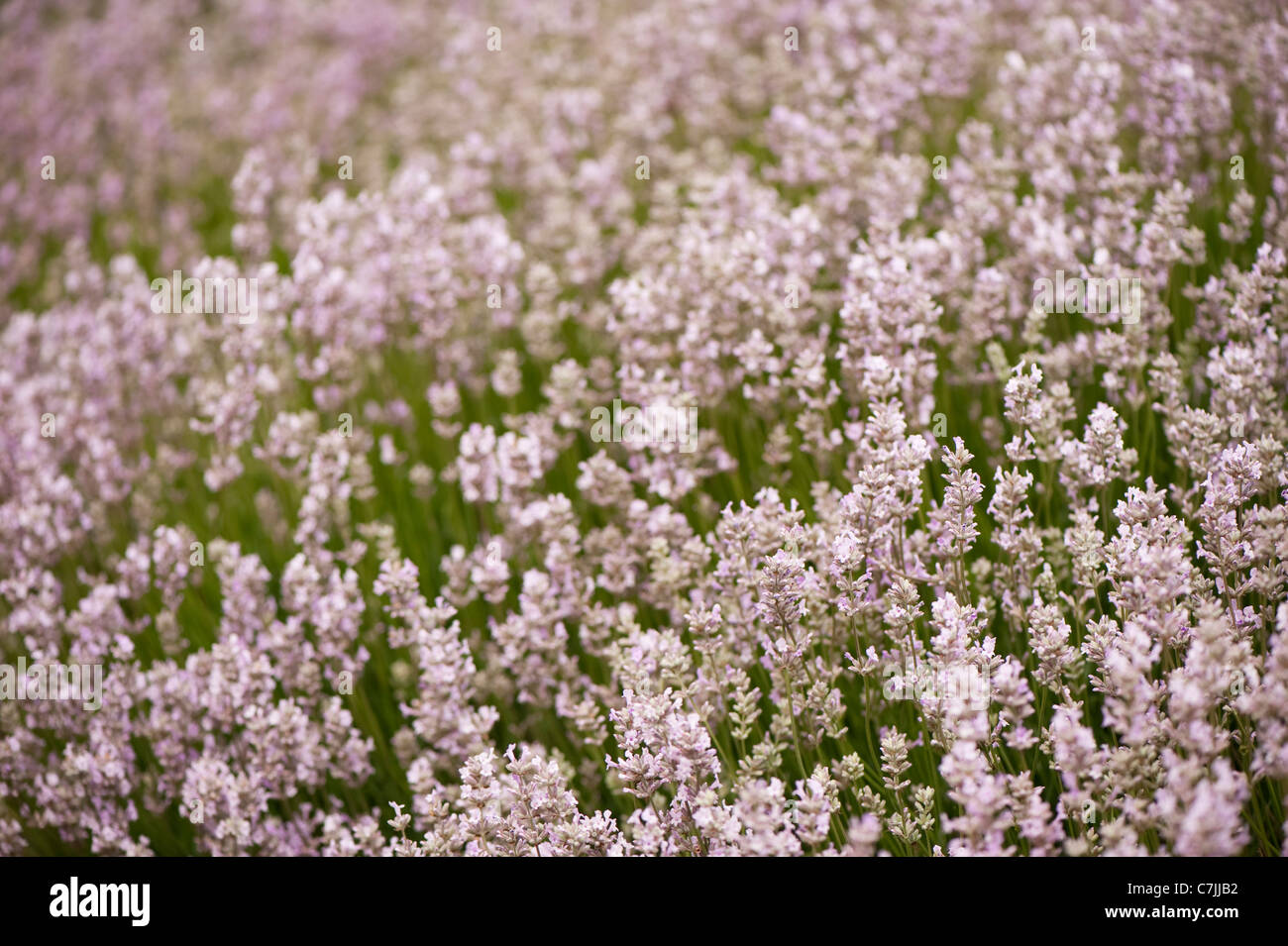 English Lavender, Lavandula angustifolia ‘Rosea’ Stock Photo