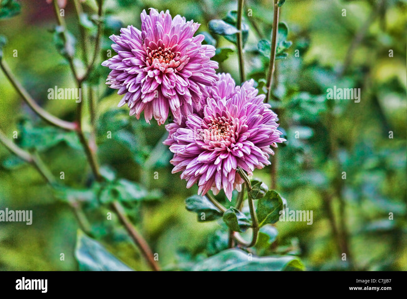 Chrysanthemum flower image hi-res stock photography and images - Alamy