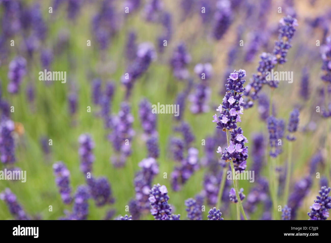 English Lavender, Lavandula angustifolia ‘Imperial Gem’ Stock Photo
