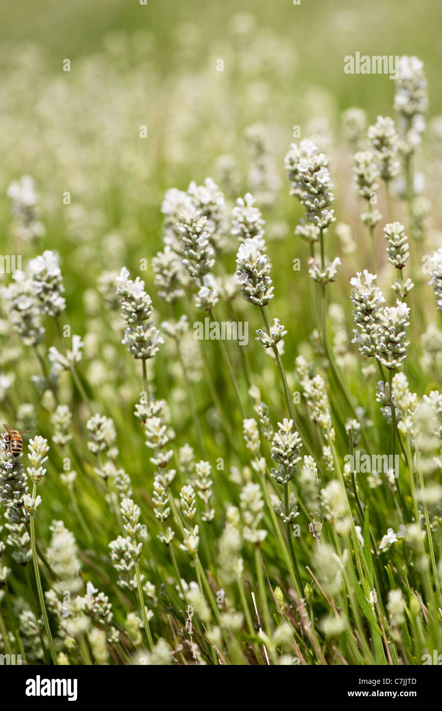 English Lavender, Lavandula angustifolia ‘Nana Alba’ Stock Photo