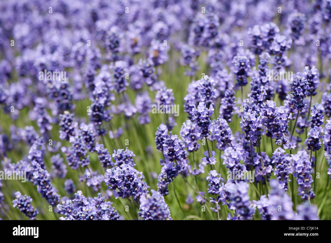 English Lavender, Lavandula angustifolia ‘Melissa Lilac’ Stock Photo