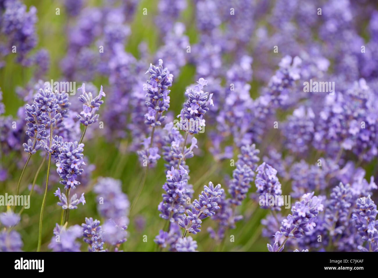 Lavender, Lavandula x intermedia ‘Grosso’ Stock Photo