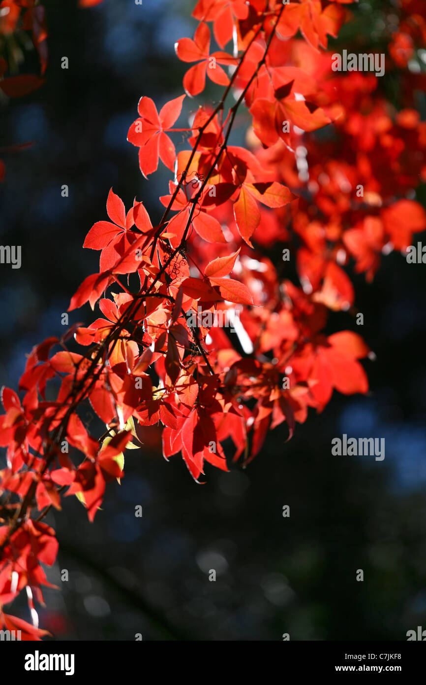 Ivy with leaves in deep red over blurred background. Stock Photo