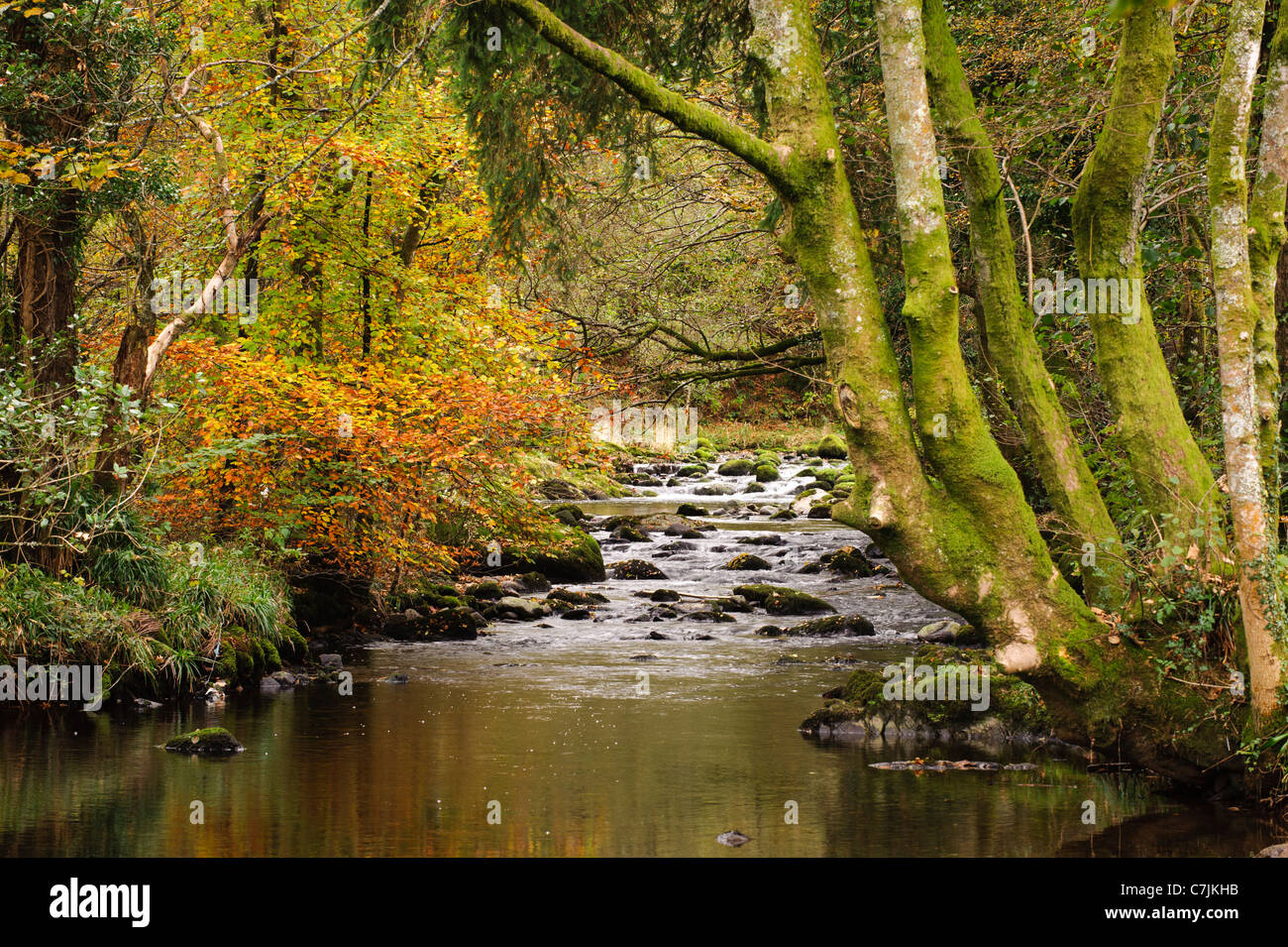 Autumnal river scene, Lake District, England, UK Stock Photo