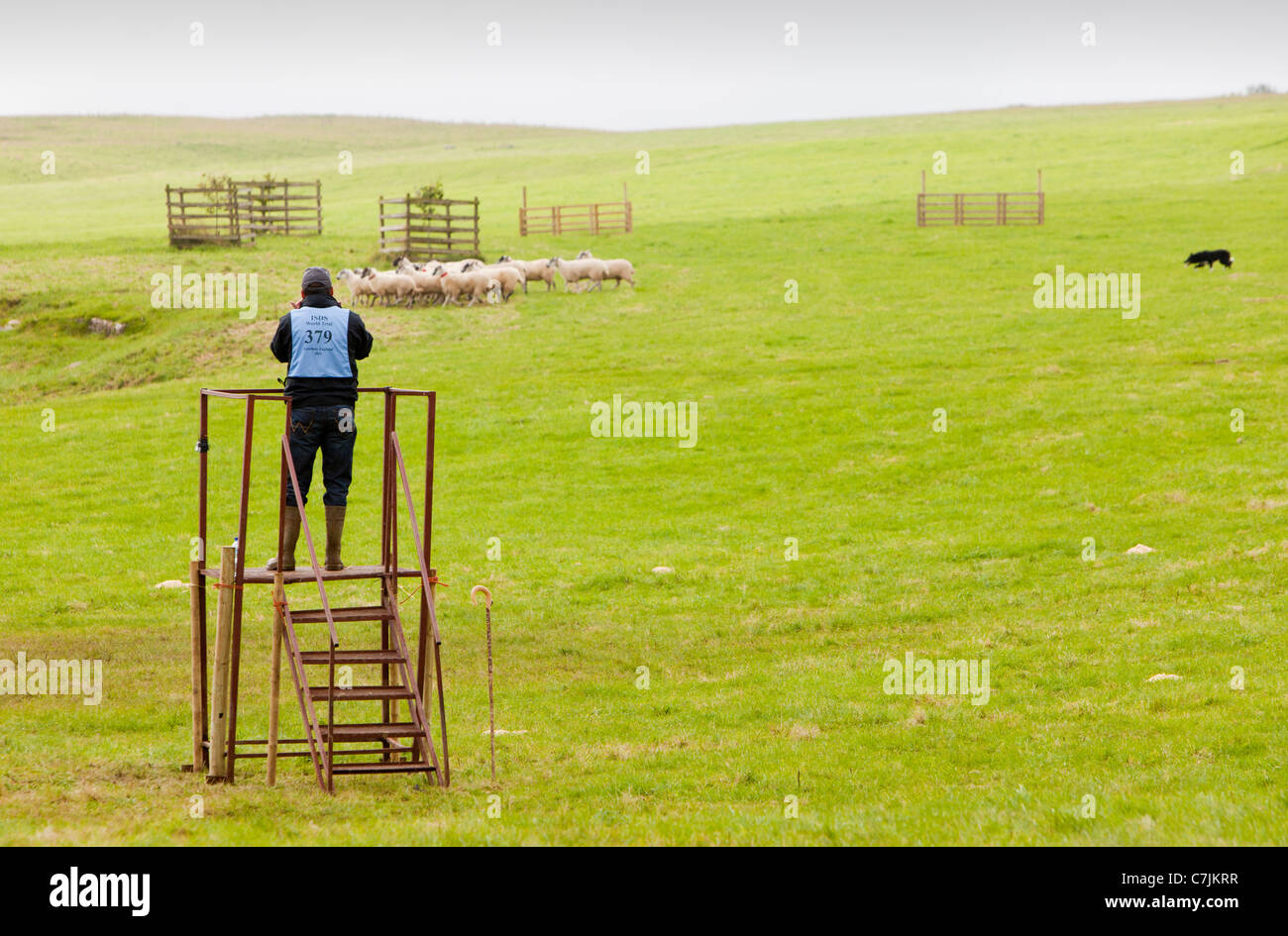 A shepherd entrant competing at the World Sheep Dog Trials at Lowther
