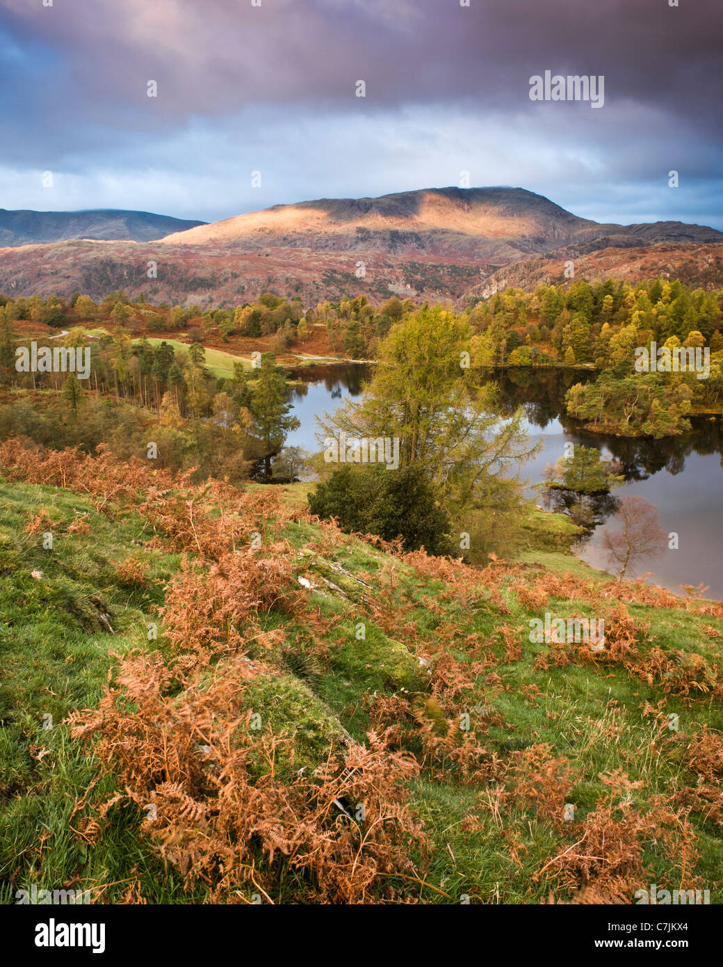 Tarn Hows, Lake District, England, UK Stock Photo