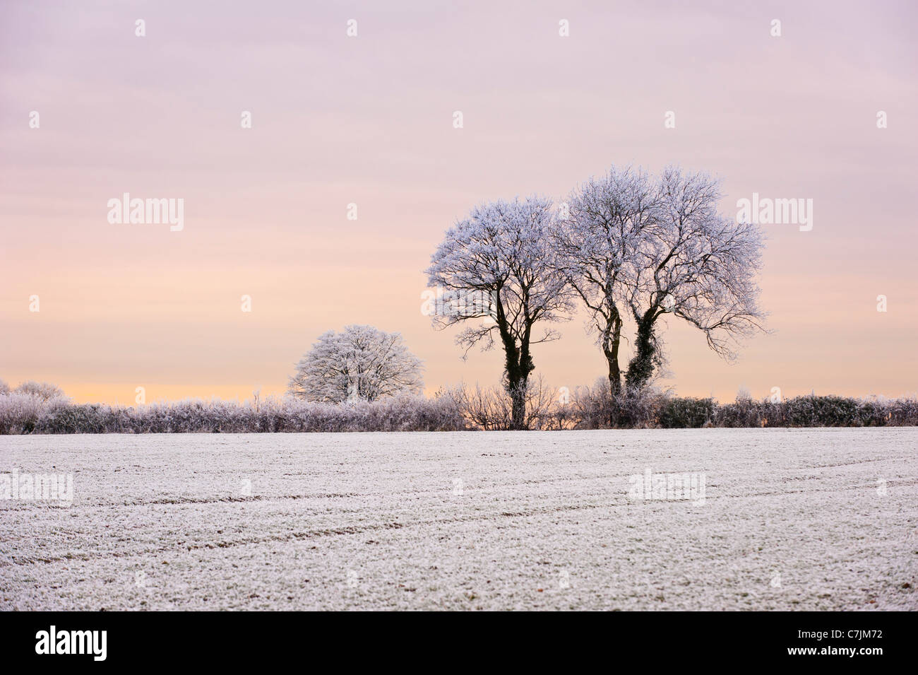 Hoar frost on trees Stock Photo