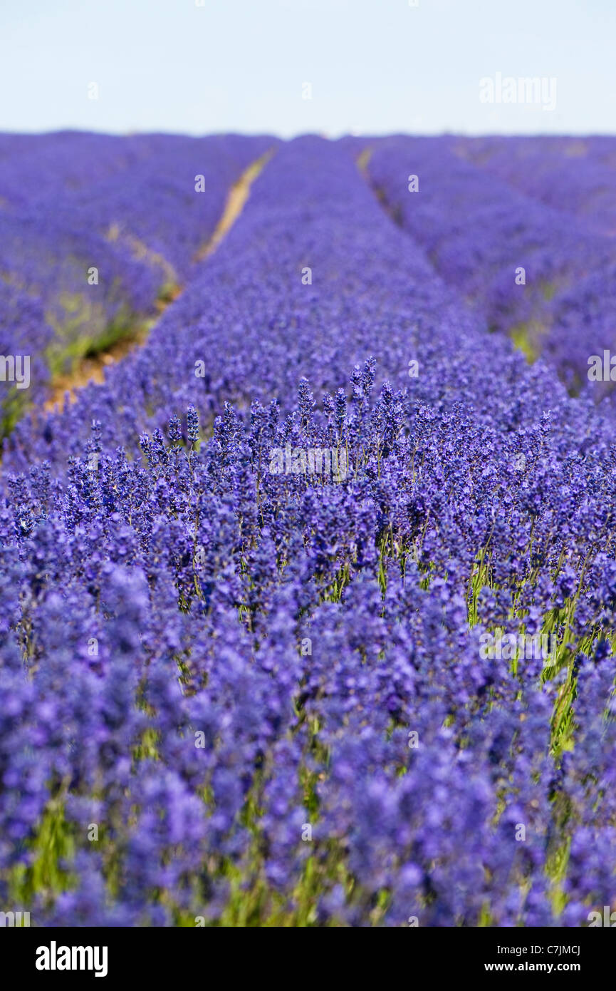 Field of Lavender, Lavandula x intermedia ‘Grosso’, at Snowshill Lavender Farm, Worcestershire, England, United Kingdom Stock Photo