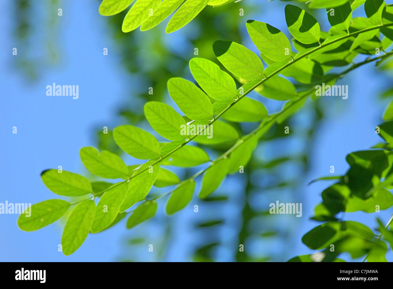 Close up view of the leaves of acacia over blurred background and light blue sky at the beginning of autumn. Stock Photo