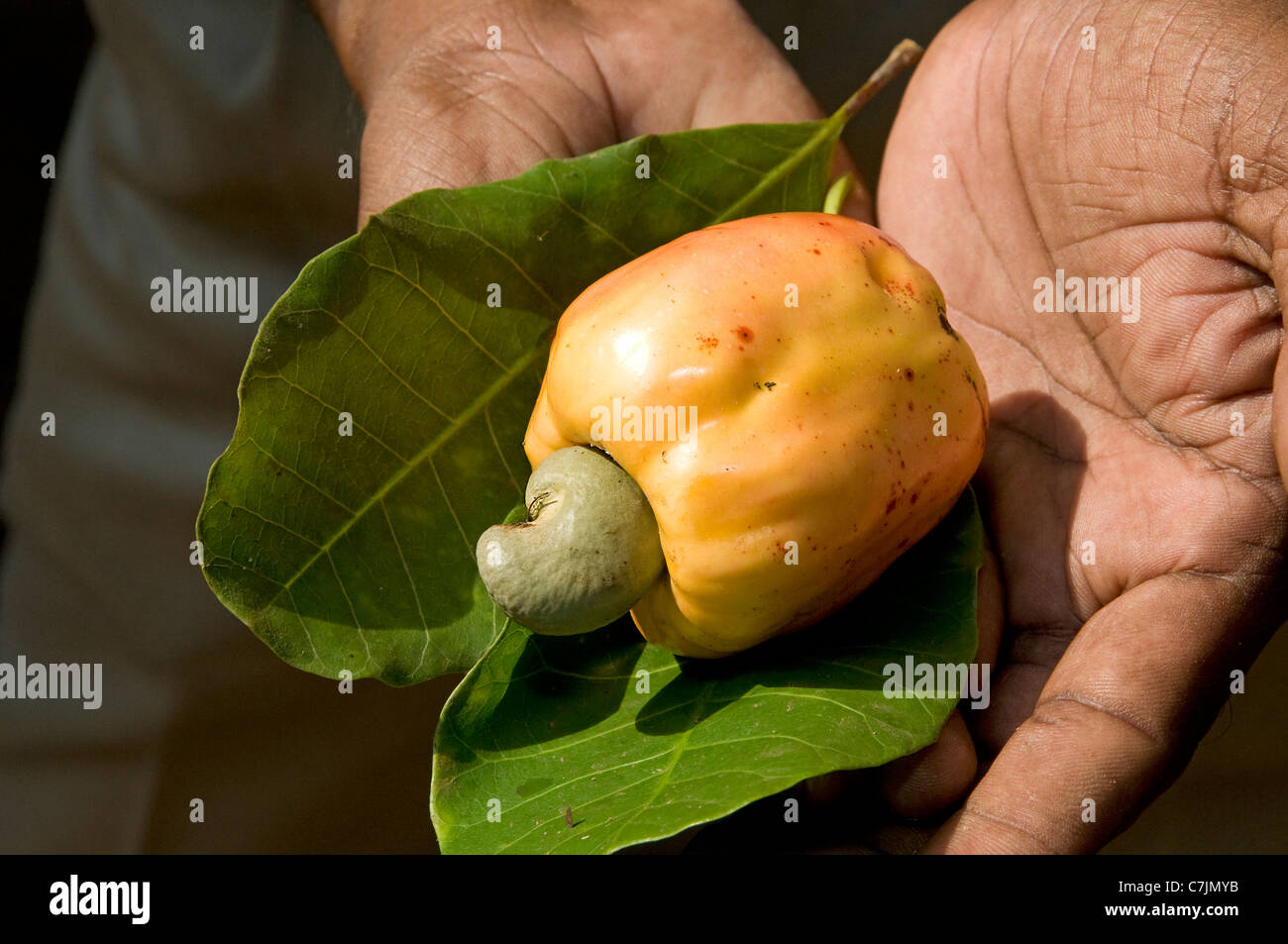 Cashew nut kerala hires stock photography and images Alamy