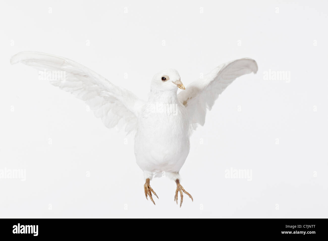 Close up of white dove flying Stock Photo