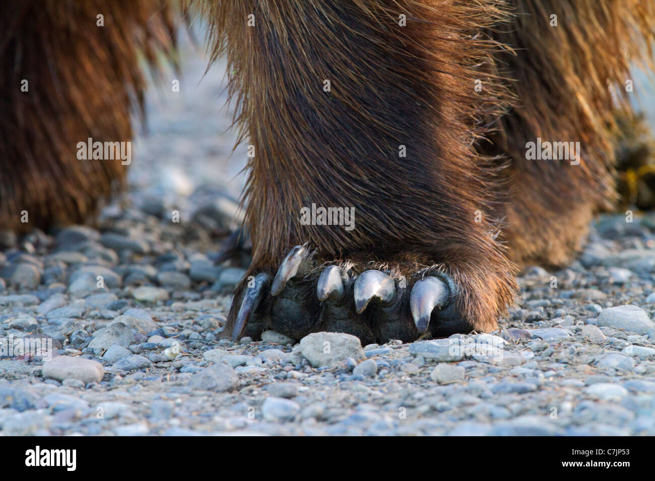 Male Brown / Grizzly Bear, Lake Clark National Park, Alaska. Stock Photo