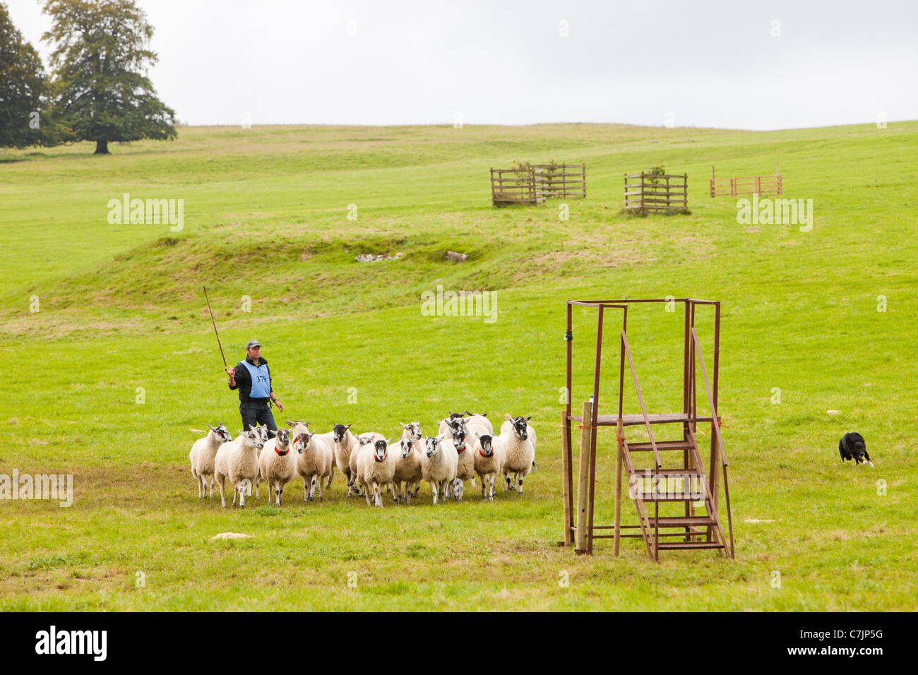 Sheep dog trials hires stock photography and images Alamy Sheep dog trials hires stock photography and images Alamy