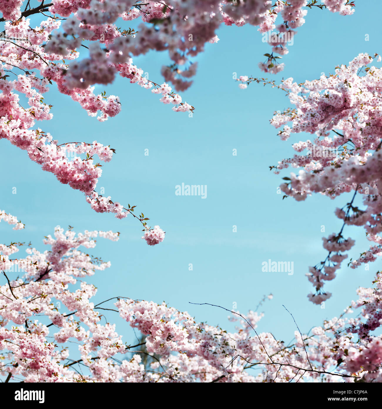 Pink cherry blossoms against blue sky Stock Photo