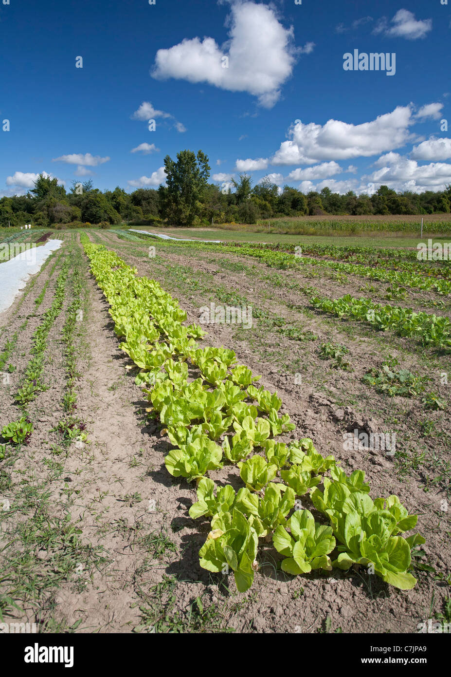 Small Organic Farm Stock Photo Alamy