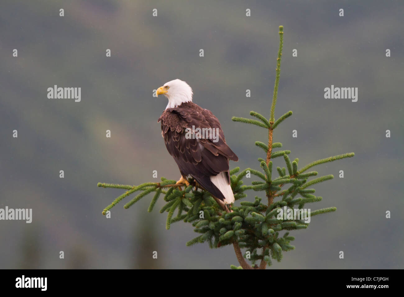 Bald eagle, Lake Clark National Park, Alaska. Stock Photo