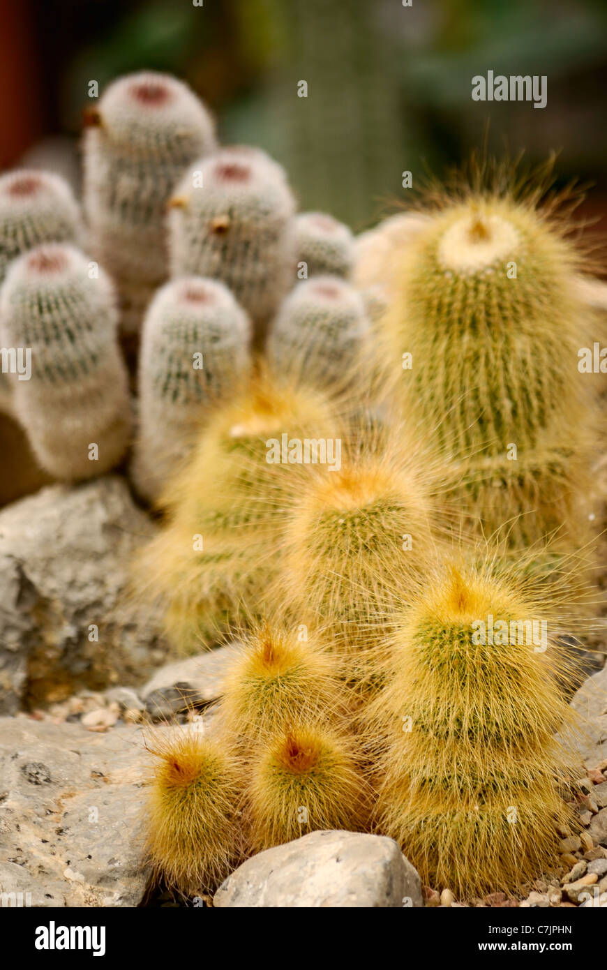 green succulent cactus with yellow thorns Stock Photo