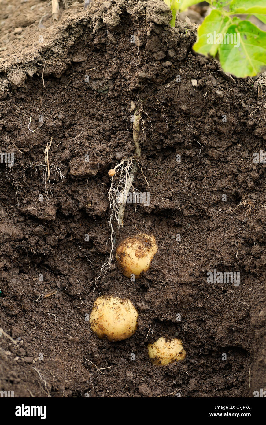 First early potatoes (swift) and tubers shown as a cross section