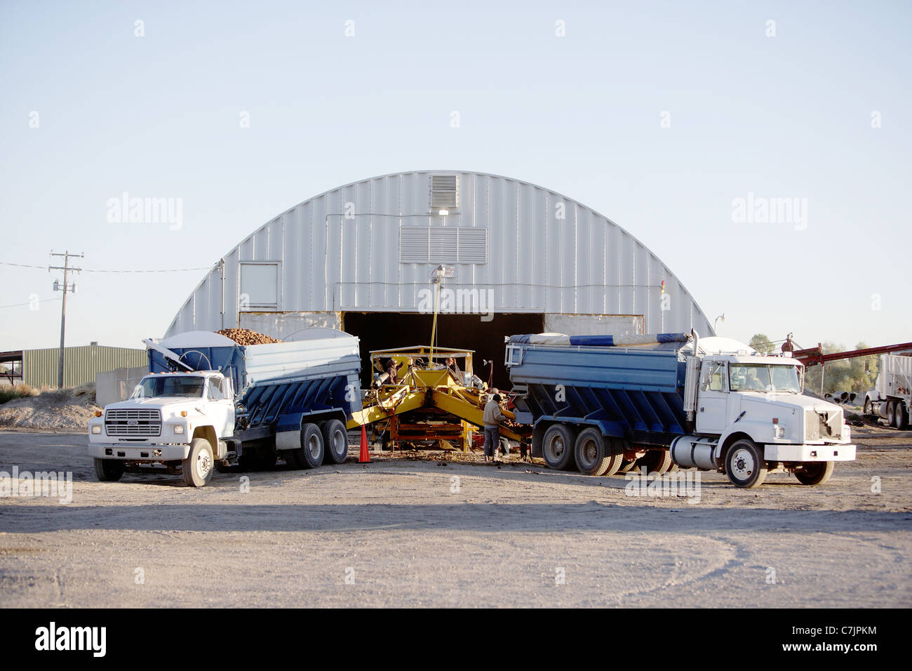 Placing freshly harvested potatoes in winter storage Stock Photo