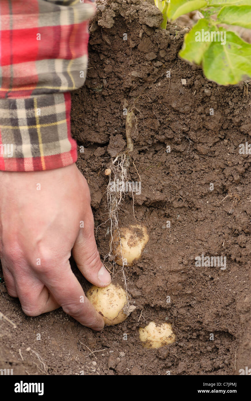 Man harvesting new potatoes by hand Stock Photo Alamy