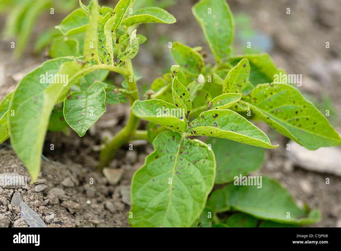 Unhealthy Potato swift foliage. Stock Photo