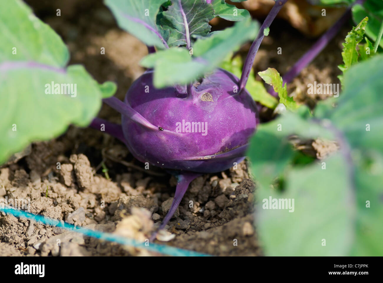 Kohlrabi (German turnip) (Brassica oleracea Gongylodes group) Stock Photo