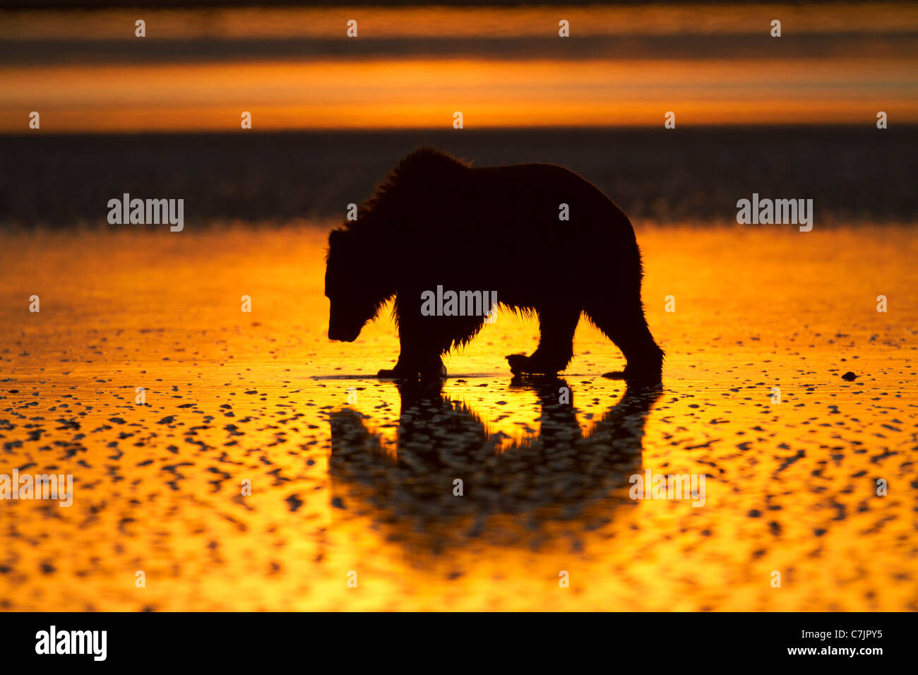 Brown / Grizzly Bear looking for clams at sunrise, Lake Clark National Park, Alaska. Stock Photo