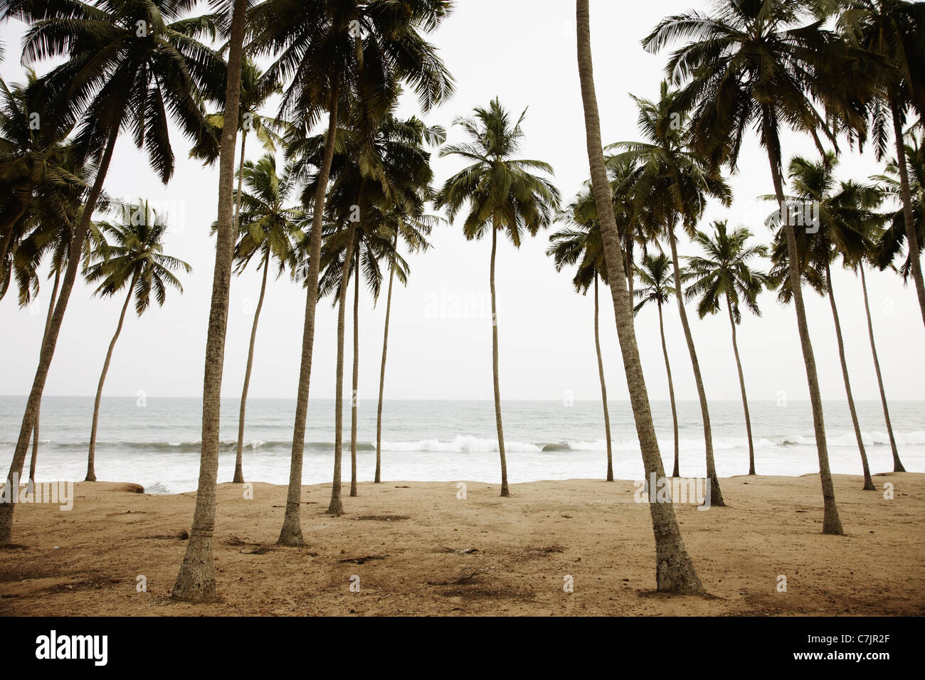 Palm trees growing on beach Stock Photo Alamy