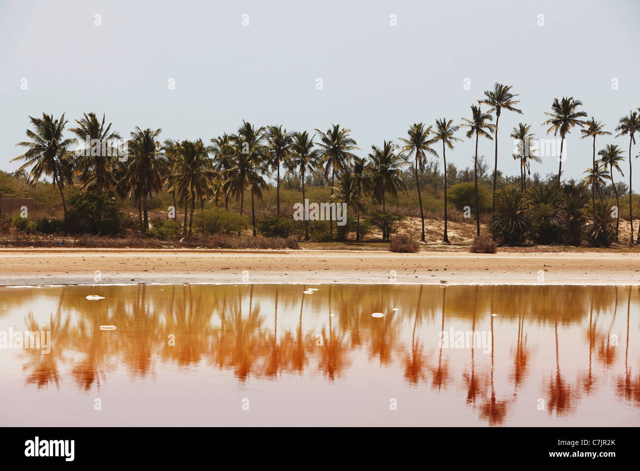 Growing palm trees hi-res stock photography and images - Alamy