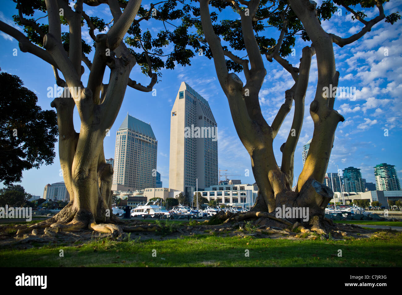 San Diego, Osage Orange Tree (Tree) to the Bay and Marina San Diego Stock Photo Alamy