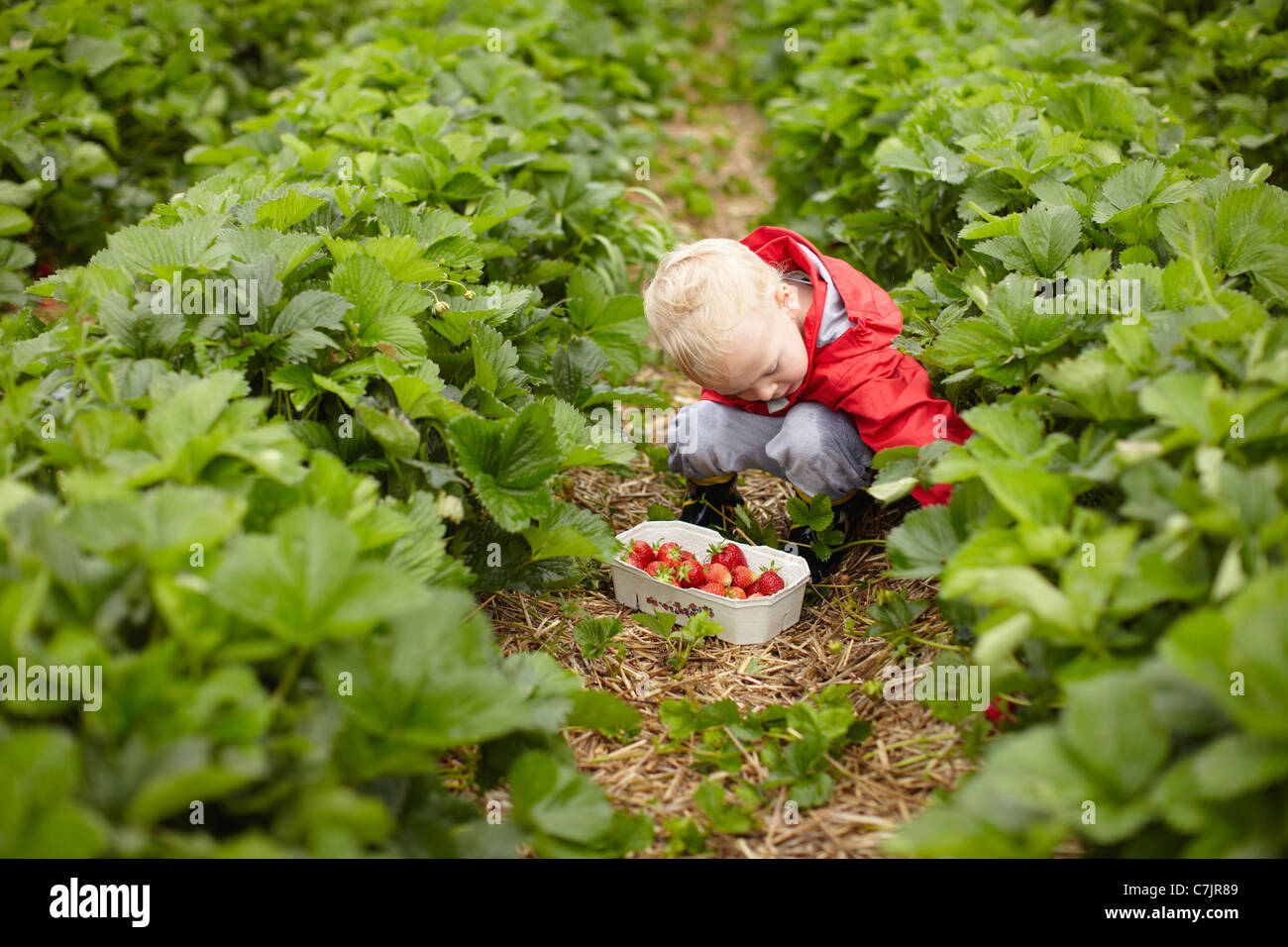 Boy picking strawberries in field Stock Photo - Alamy
