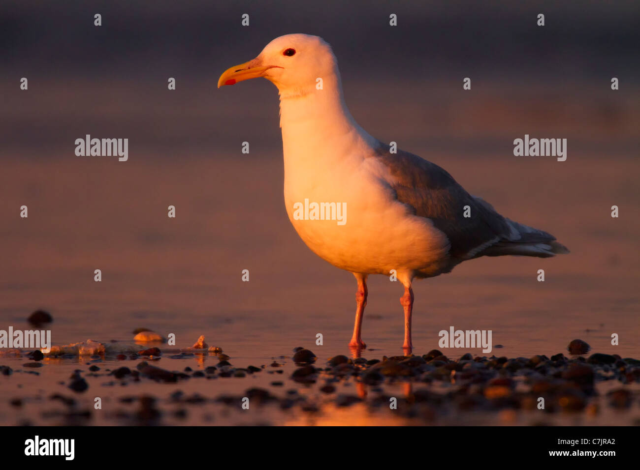 Glaucous-winged gull, Lake Clark National Park, Alaska. Stock Photo