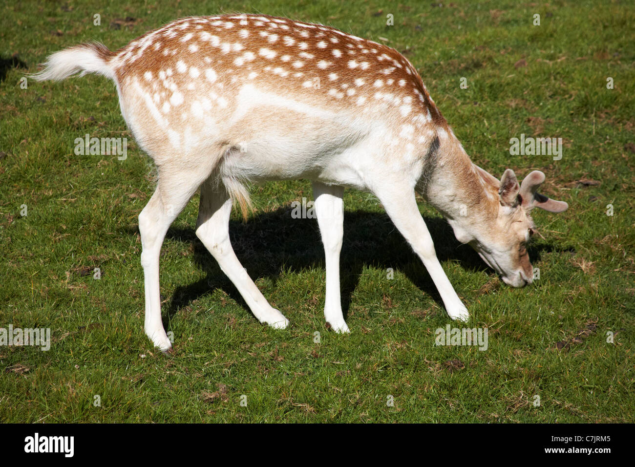 fallow deer (dama dama) fawn grazing at Deer Park at Prideaux Place, Padstow, Padstow, Cornwall UK in May, one of the oldest deer parks in the country Stock Photo
