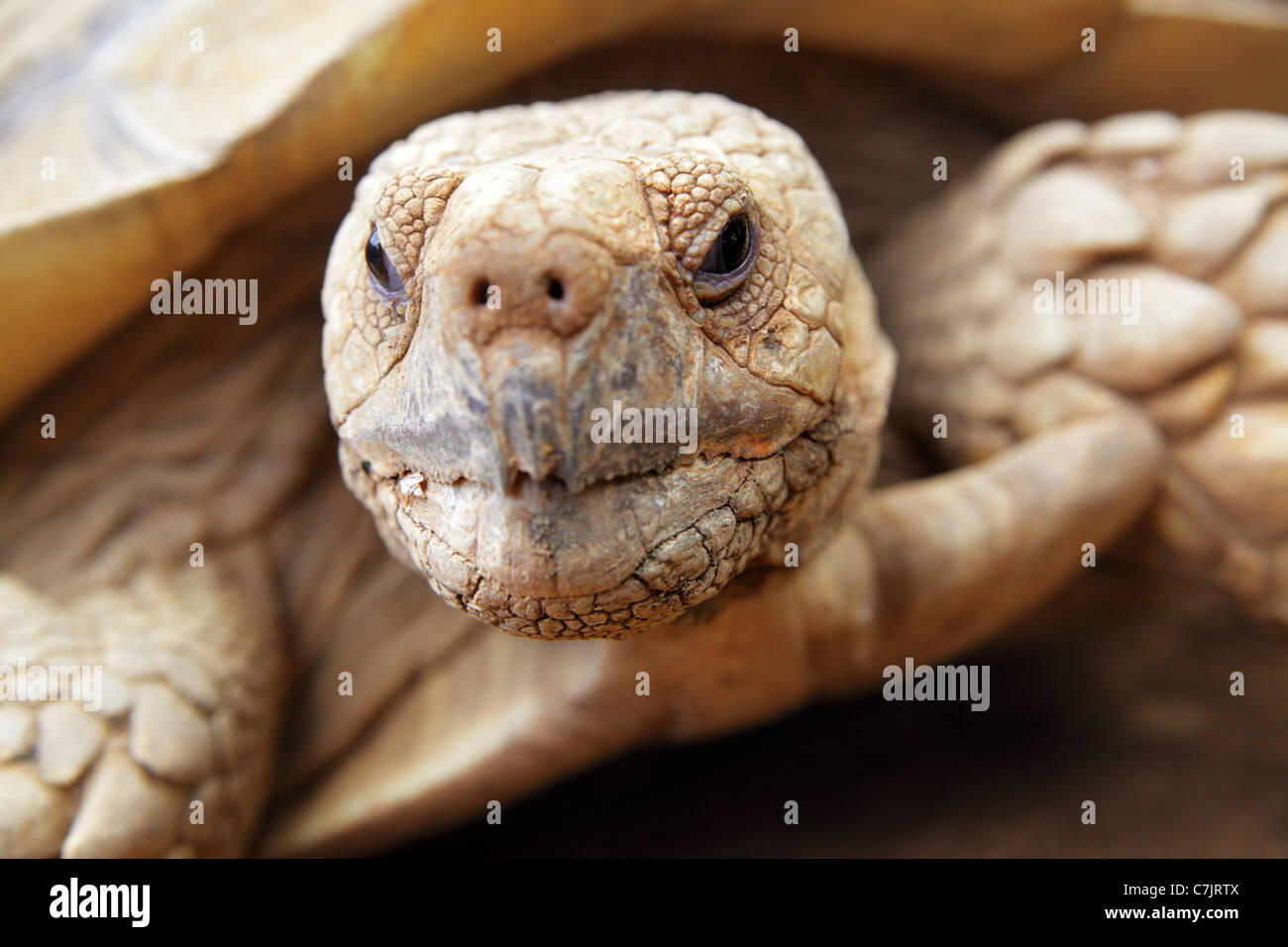 Portrait of a giant tortoise close up Stock Photo