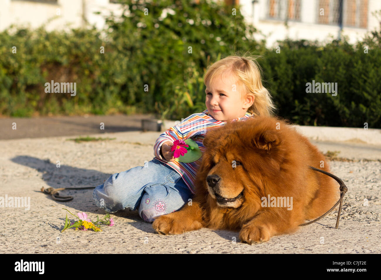Cute child with chow-chow dog outdoor Stock Photo