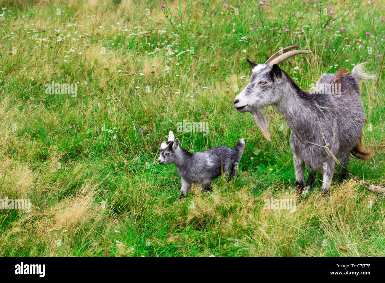 Cute grey goat kid with mother goat on a farm Stock Photo Alamy