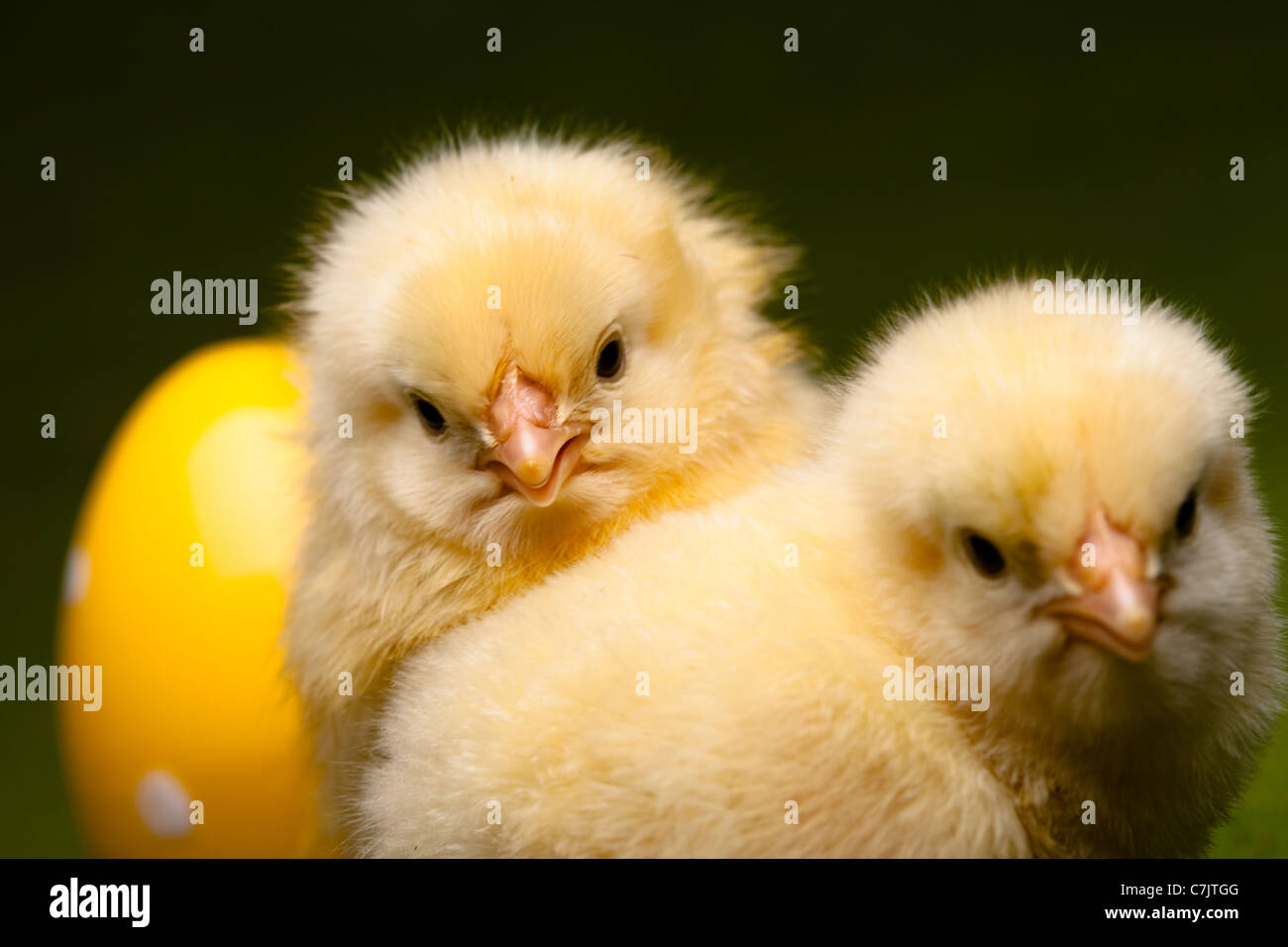Yellow Chick over grass Stock Photo