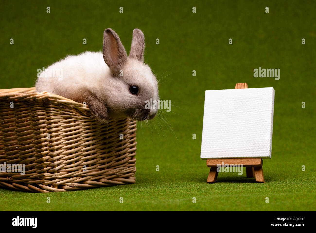 Easter Bunny over green grass Stock Photo