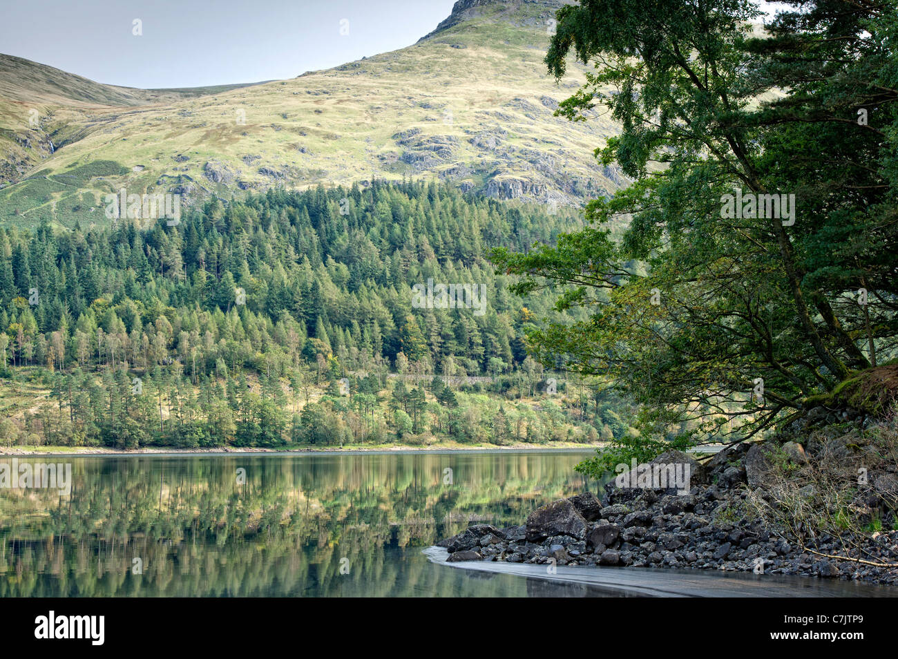 Trees reflect in Thirlmere in the Lake District, Cumbria, England Stock Photo
