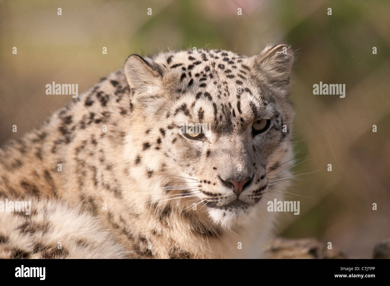snow leopard laying down Stock Photo - Alamy