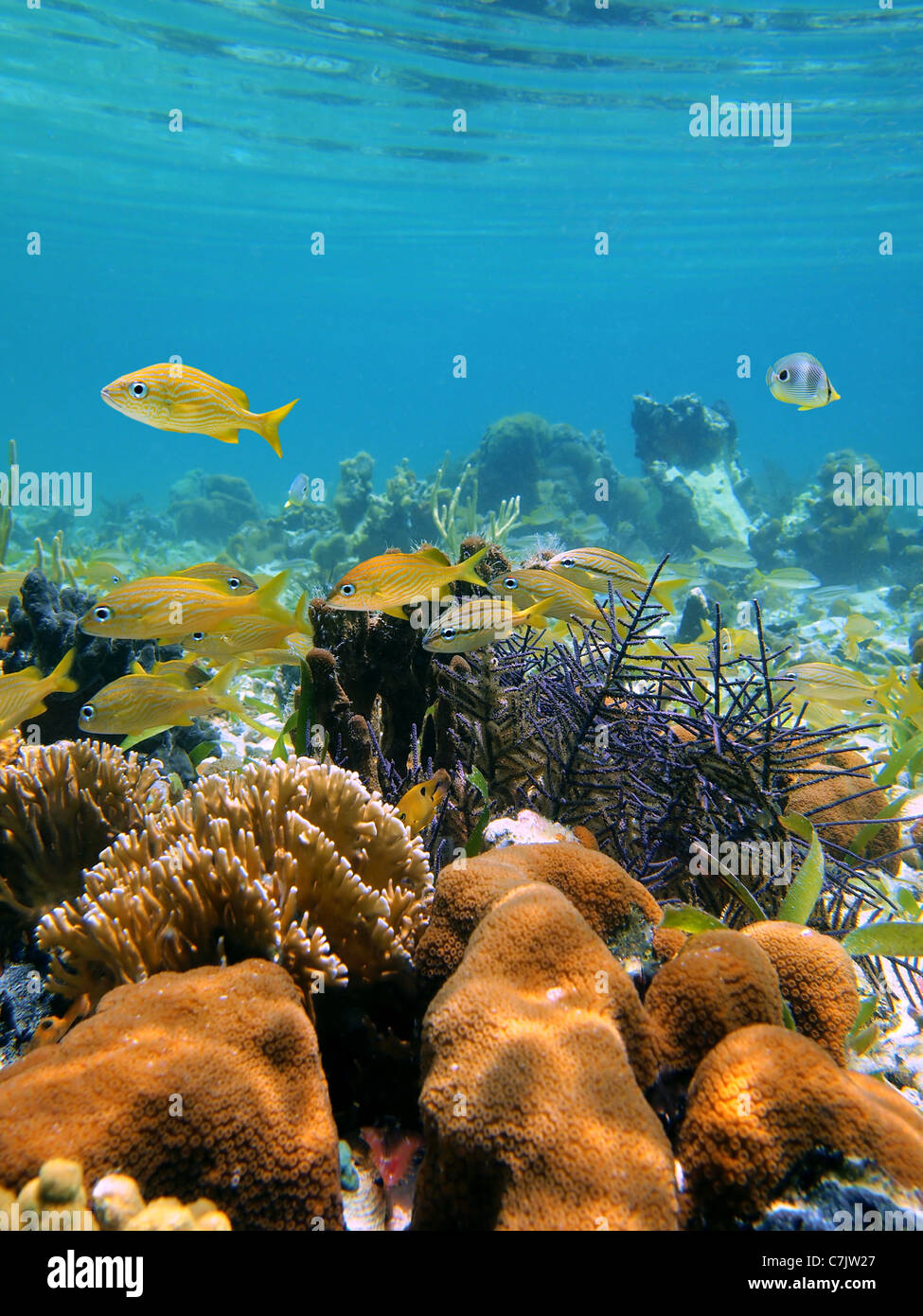 Corals with water surface and school of French grunt fish in the caribbean sea, Costa Rica Stock Photo