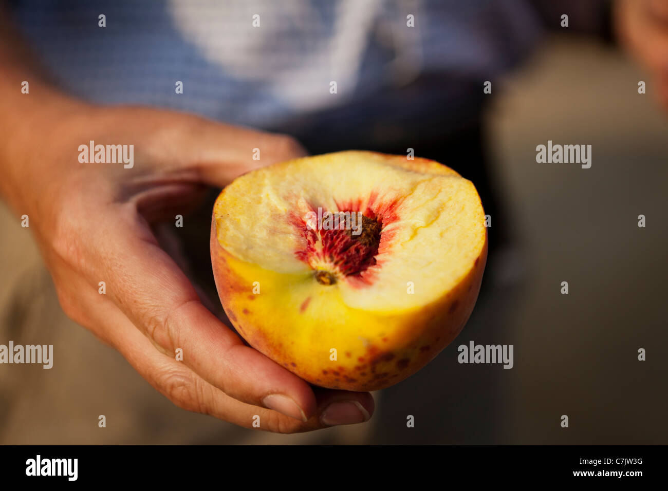 Person holding nectarines/peaches in hands Stock Photo