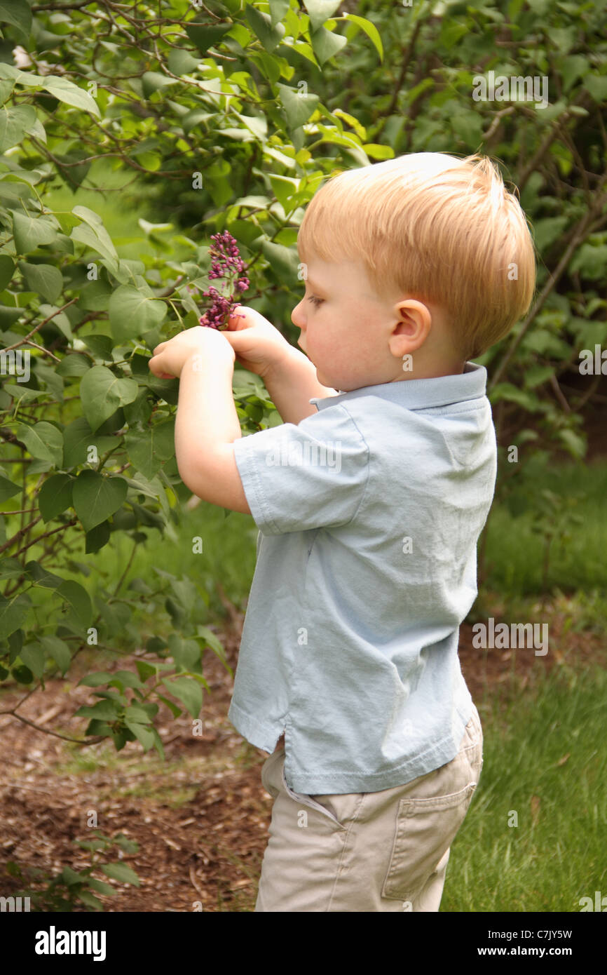 Toddler Boy Picking Lilac From Bush Stock Photo Alamy