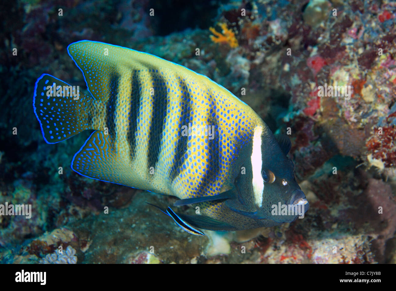 A Six Banded Angelfish, Pomacanthus sexstriatus, being cleaned by a Bluestreak Cleaner Fish, or Cleaner Wrasse Stock Photo