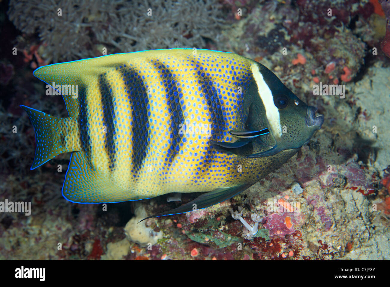 Six Banded Angelfish, Pomacanthus sexstriatus, being cleaned by a Bluestreak Cleaner Fish, or Cleaner Wrasse, Labroides dimidiatus. Stock Photo