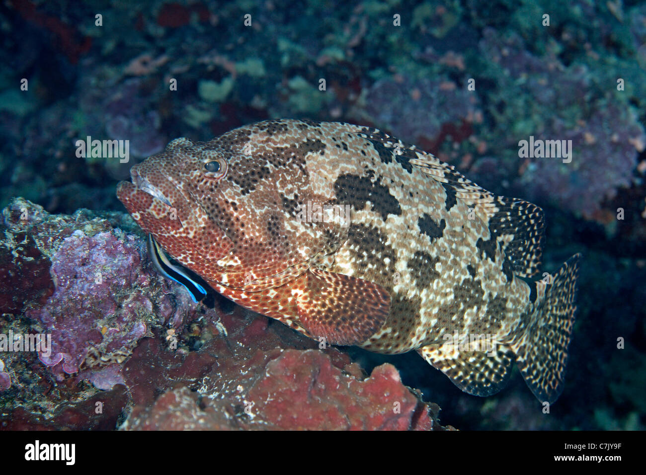Brown-Marbled Grouper, Epinephelus fuscoguttatus, being cleaned by a Bluestreak Cleaner Fish, or Cleaner Wrasse, Labroides dimidiatus. Stock Photo