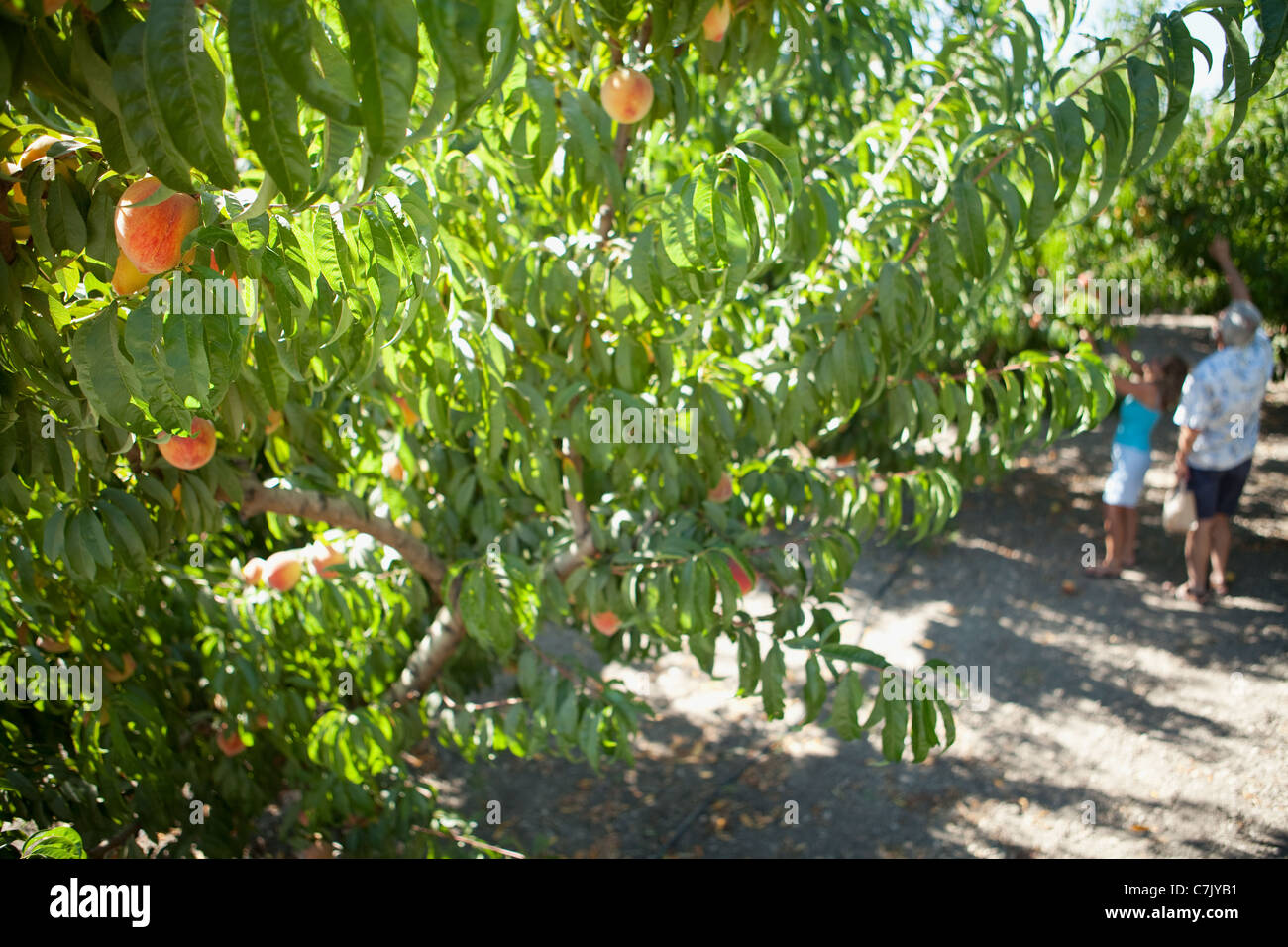 visitors pick peaches at Buttonwood Farm and Winery, Santa Ynez Valley